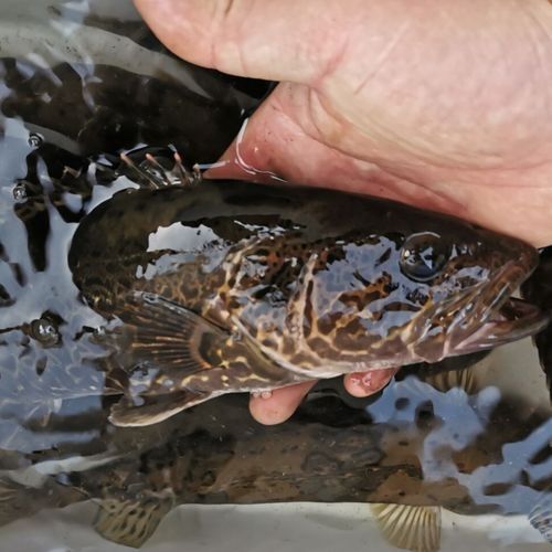 綠園金龍魚（綠園金龍魚飼養(yǎng)全攻略:金龍魚好養(yǎng)嗎第五皮皮不卡頓）