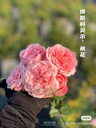 綠園金龍魚（綠園金龍魚飼養(yǎng)全攻略:金龍魚好養(yǎng)嗎第五皮皮不卡頓）
