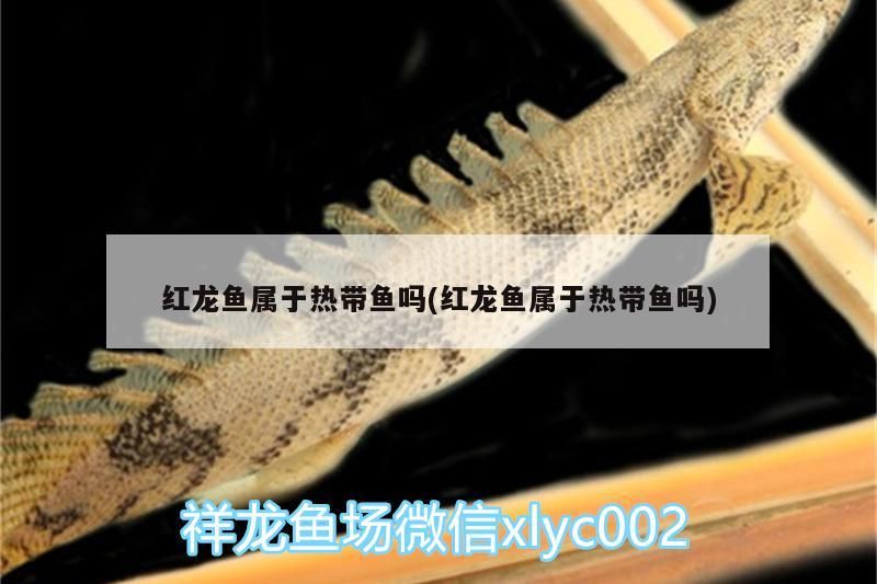 紅龍魚屬于熱帶魚嗎(紅龍魚屬于熱帶魚嗎)（紅龍魚屬于熱帶魚嗎） 紅龍魚屬于熱帶魚嗎(紅龍魚屬于熱帶魚嗎)（紅龍魚屬于熱帶魚嗎） 觀賞魚百科