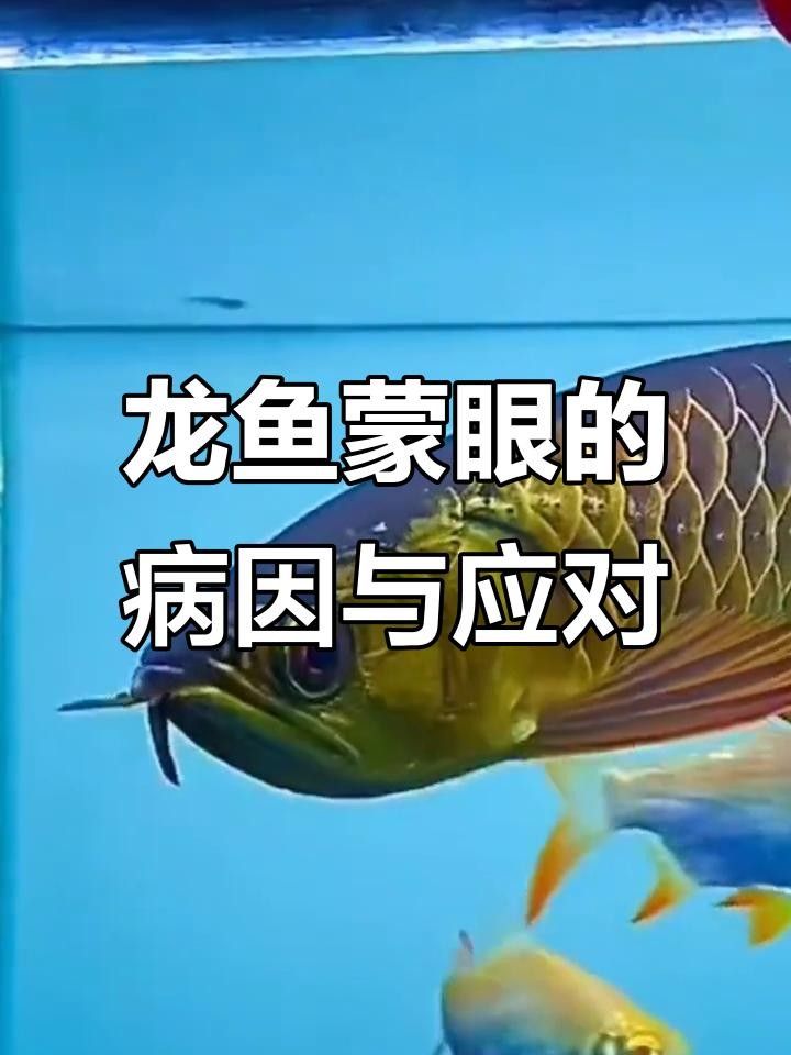 龍魚蒙眼病用什么藥好（龍魚蒙眼病如何治療）