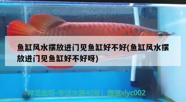 魚缸風水擺放進門見魚缸好不好(魚缸風水擺放進門見魚缸好不好呀)（進門見魚缸好嗎） 魚缸風水擺放進門見魚缸好不好(魚缸風水擺放進門見魚缸好不好呀)（進門見魚缸好嗎） 觀賞魚百科