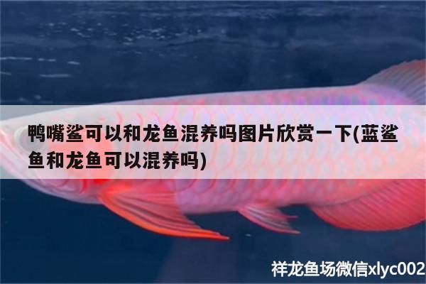 鴨嘴鯊可以和龍魚混養(yǎng)嗎圖片欣賞一下(藍(lán)鯊魚和龍魚可以混養(yǎng)嗎)（祥龍魚場鴨嘴鯊和龍魚可以混養(yǎng)嗎，馬鯛可以混養(yǎng)嗎）