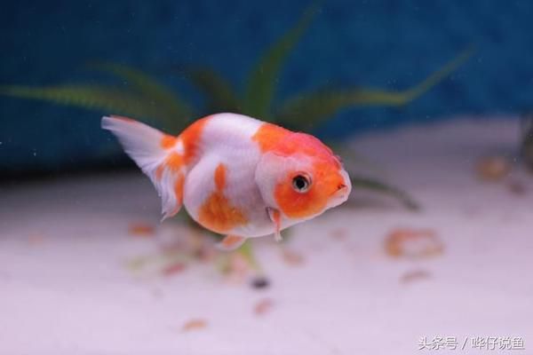 日照魚缸維修店（日照魚缸維修店地址）（日照魚缸維修店）