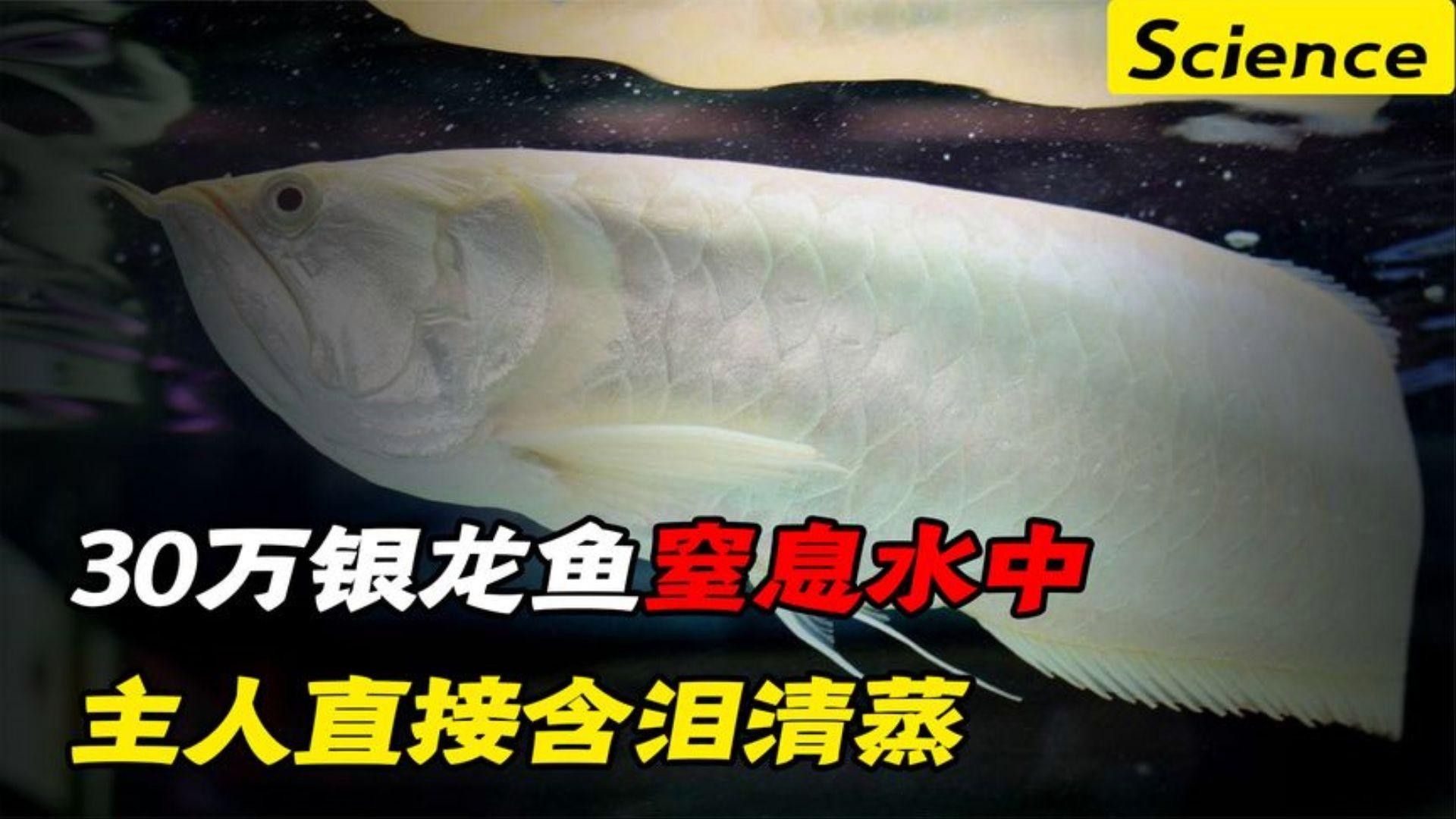 養大銀龍最后下場（養大銀龍最后下場是什么？） 養大銀龍最后下場（養大銀龍最后下場是什么？） 觀賞魚百科 第2張