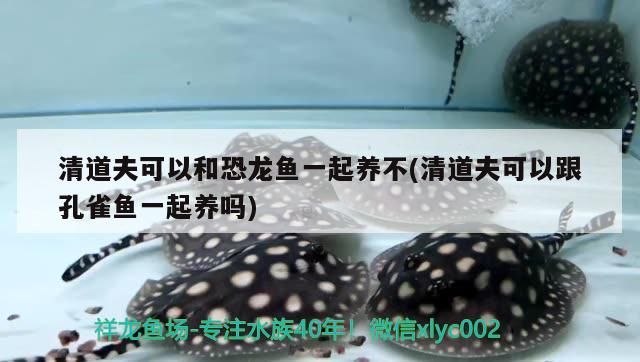 清道夫可以和恐龍魚一起養不(清道夫可以跟孔雀魚一起養嗎)（清道夫可以和六角龍魚一起養嗎） 清道夫可以和恐龍魚一起養不(清道夫可以跟孔雀魚一起養嗎)（清道夫可以和六角龍魚一起養嗎） 觀賞魚百科