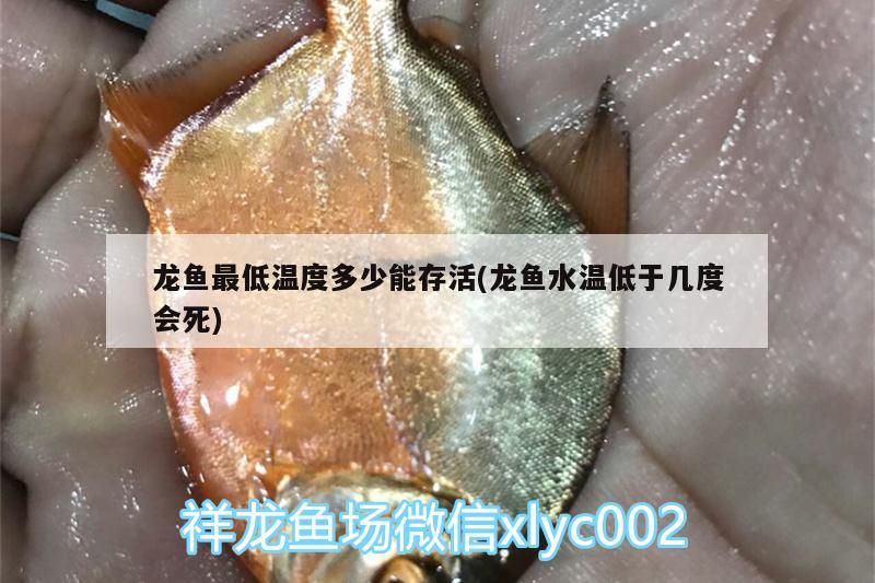 龍魚最低溫度多少能存活(龍魚水溫低于幾度會死)（紅龍魚最低溫度多少能存活紅龍魚最低溫度多少能存活） 龍魚最低溫度多少能存活(龍魚水溫低于幾度會死)（紅龍魚最低溫度多少能存活紅龍魚最低溫度多少能存活） 觀賞魚百科