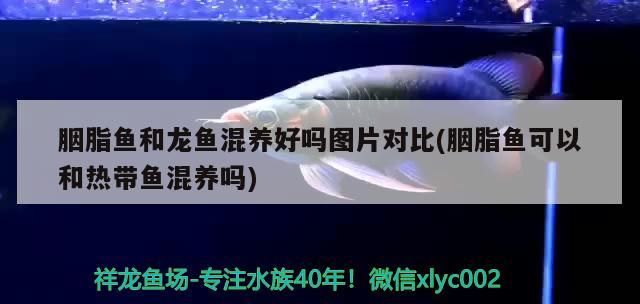 有哪些常見(jiàn)的龍魚外寄治療方法，龍魚外寄治療方案