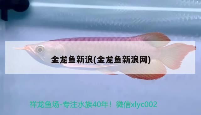 金龍魚新浪(金龍魚新浪網)（金龍魚新浪網） 金龍魚新浪(金龍魚新浪網)（金龍魚新浪網） 觀賞魚百科