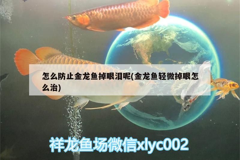怎么防止金龍魚掉眼淚呢(金龍魚輕微掉眼怎么治)（如何防止金龍魚掉眼） 怎么防止金龍魚掉眼淚呢(金龍魚輕微掉眼怎么治)（如何防止金龍魚掉眼） 觀賞魚百科