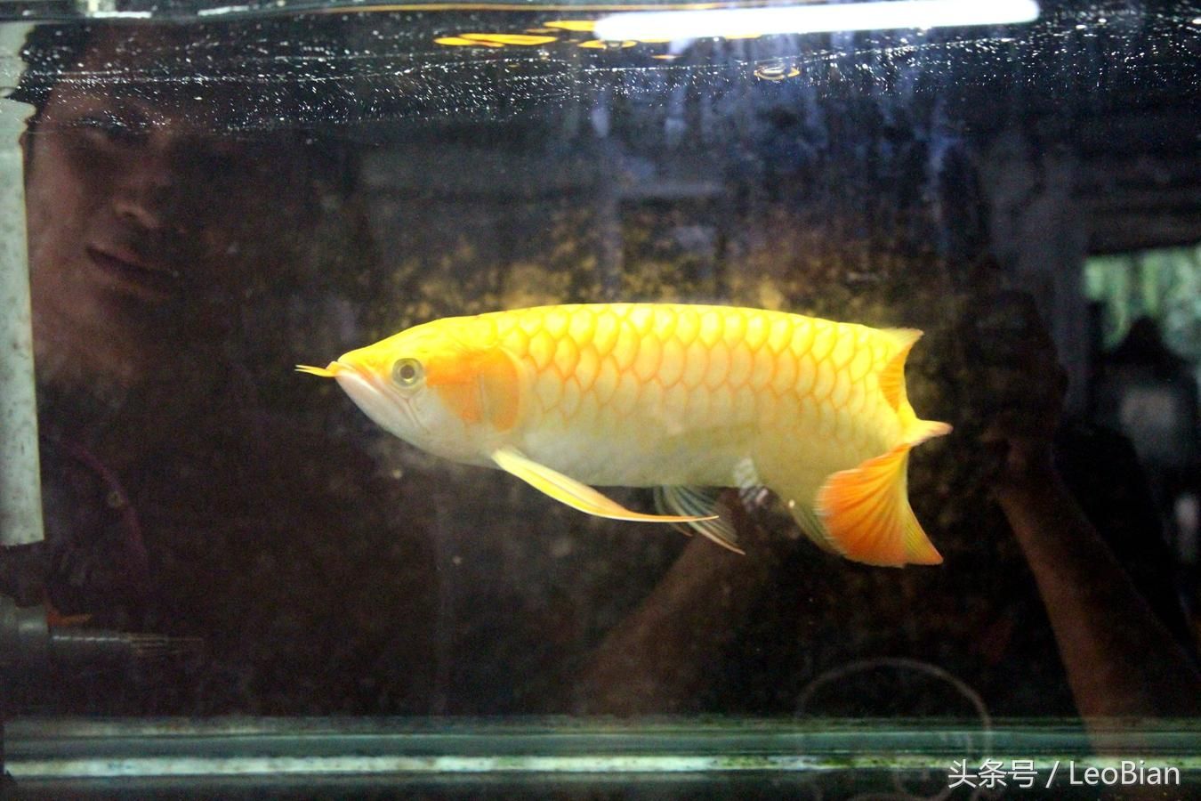紅龍魚一般能活多久:飼養紅龍長期喂飼料好嗎（紅龍魚一般能活多久？）