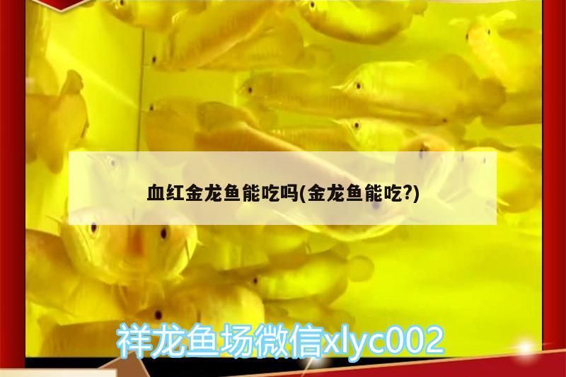 血紅金龍魚能吃嗎(金龍魚能吃?)（血紅金龍魚和血紅金龍魚能吃嗎，血紅金龍魚能吃嗎） 血紅金龍魚能吃嗎(金龍魚能吃?)（血紅金龍魚和血紅金龍魚能吃嗎，血紅金龍魚能吃嗎） 觀賞魚百科