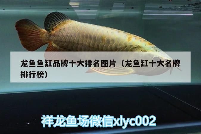 龍魚魚缸品牌十大排名圖片（龍魚缸十<strong><mark>大名</mark></strong>牌排行榜）（2020年度生態(tài)魚缸行業(yè)十大品牌榜單：龍魚魚缸十大品牌榜單）