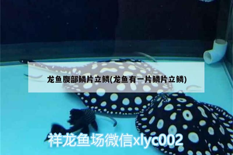 龍魚腹部鱗片立鱗(龍魚有一片鱗片立鱗)（龍魚腹部立鱗病怎么辦）