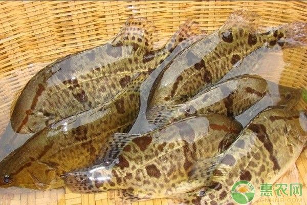 福魟魟魚疾病（福[需手動填充][需手動填充]魚的常見疾病之——白點病）
