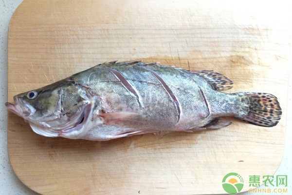 龍魚眼睛白膜可以自愈嗎（如何判斷龍魚白膜是否嚴重？）