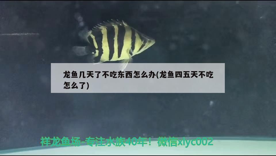 龍魚幾天了不吃東西怎么辦(龍魚四五天不吃怎么了)（祥龍魚幾天不吃東西怎么辦，龍魚幾天不吃食怎么辦）
