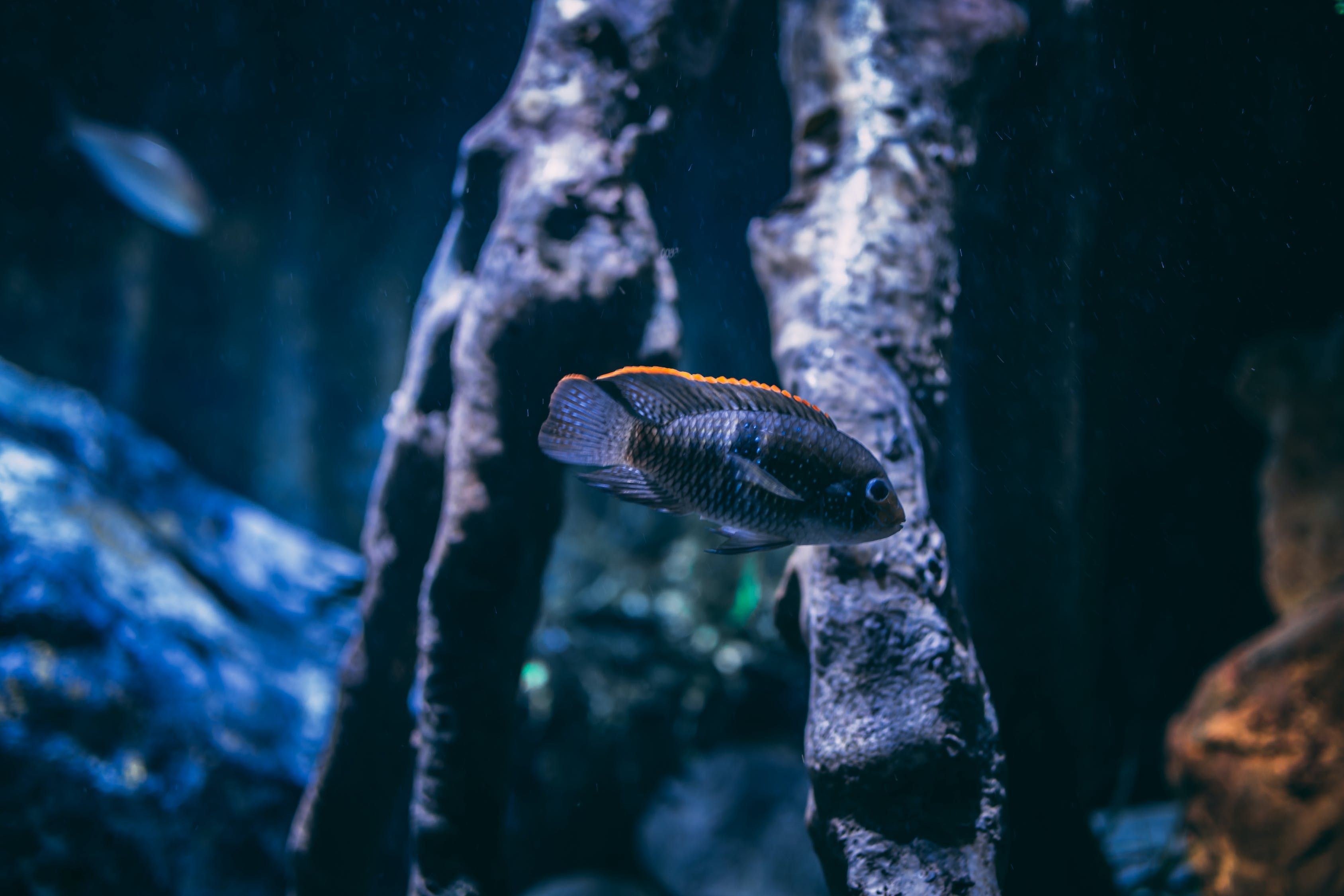做魚缸賣賺錢嗎知乎（做魚缸賣賺錢嗎知乎）（做魚缸微景觀行業賺錢嗎） 做魚缸賣賺錢嗎知乎（做魚缸賣賺錢嗎知乎）（做魚缸微景觀行業賺錢嗎） 觀賞魚百科