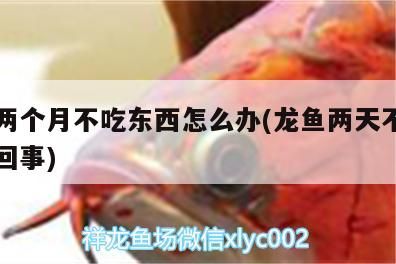 魚缸 龍魚兩個月不吃東西怎么辦(龍魚兩天不吃食怎么回事)(龍魚兩個月不吃東西怎么辦) 觀賞魚百科 龍魚兩個月不吃東西怎么辦(龍魚兩天不吃食怎么回事)(龍魚兩個月不吃東西怎么辦) 龍魚兩個月不吃東西怎么辦(龍魚兩天不吃食怎么回事)(龍魚兩個月不吃東西怎么辦) 觀賞魚百科