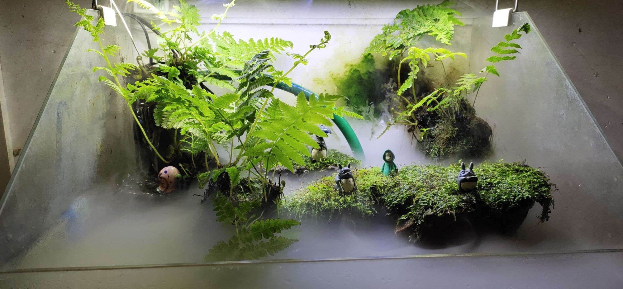 巴彥淖爾觀賞魚市場運行兩年多次改造的小缸（巴彥淖爾觀賞魚市場）