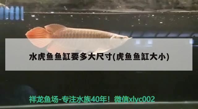 龍魚能和蝴蝶鯉混養嗎龍魚混養最佳伴侶魚，龍魚混養最佳伴侶魚龍魚和蝴蝶鯉的混養可行性分析