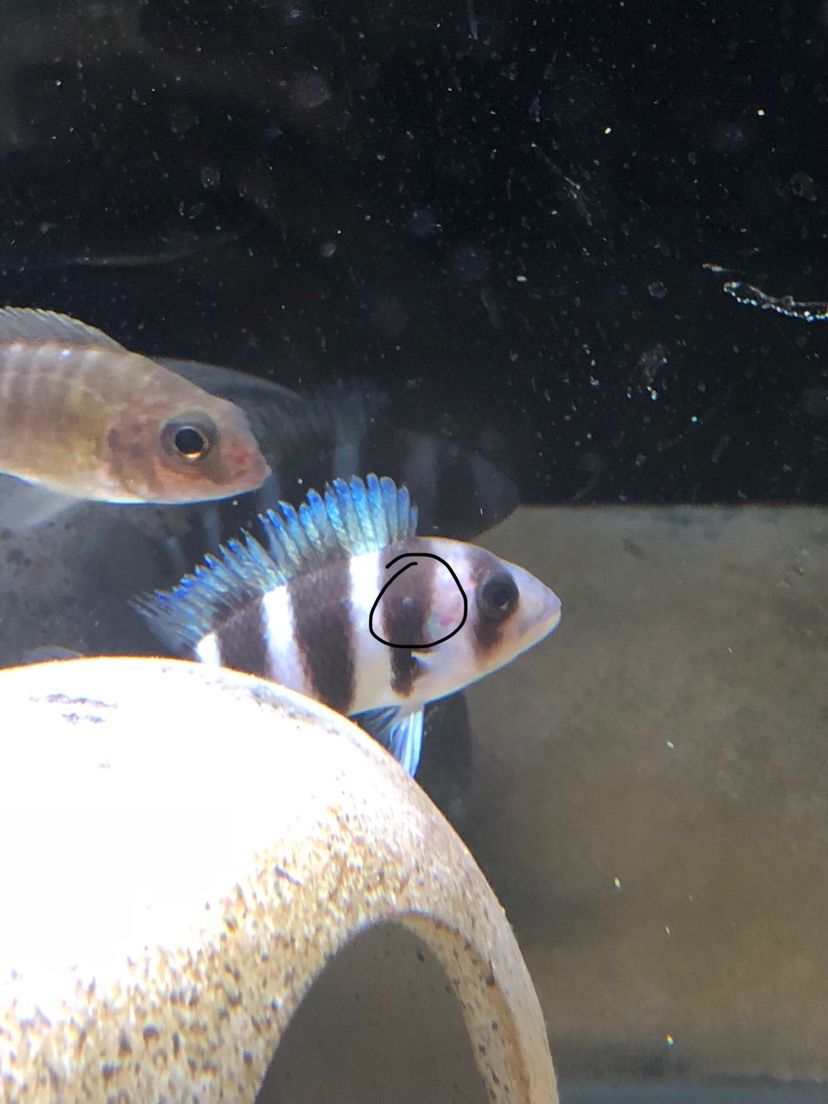 老鐵們有片魚(yú)鱗翹起是什么情況（老鐵們有片魚(yú)鱗翹起是什么情況，）
