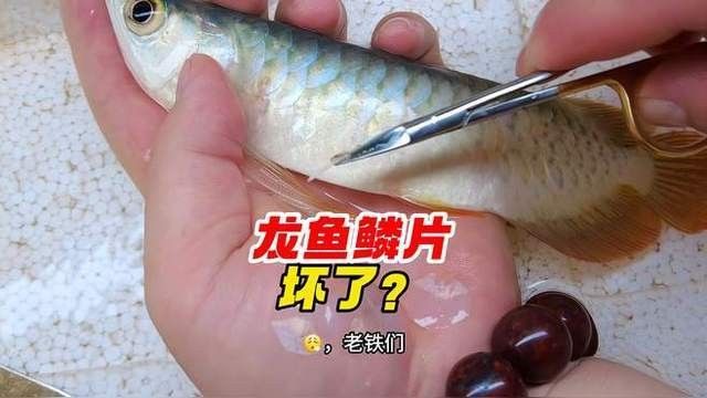 龍魚(yú)掉鱗潰爛（龍魚(yú)掉鱗潰爛怎么辦）