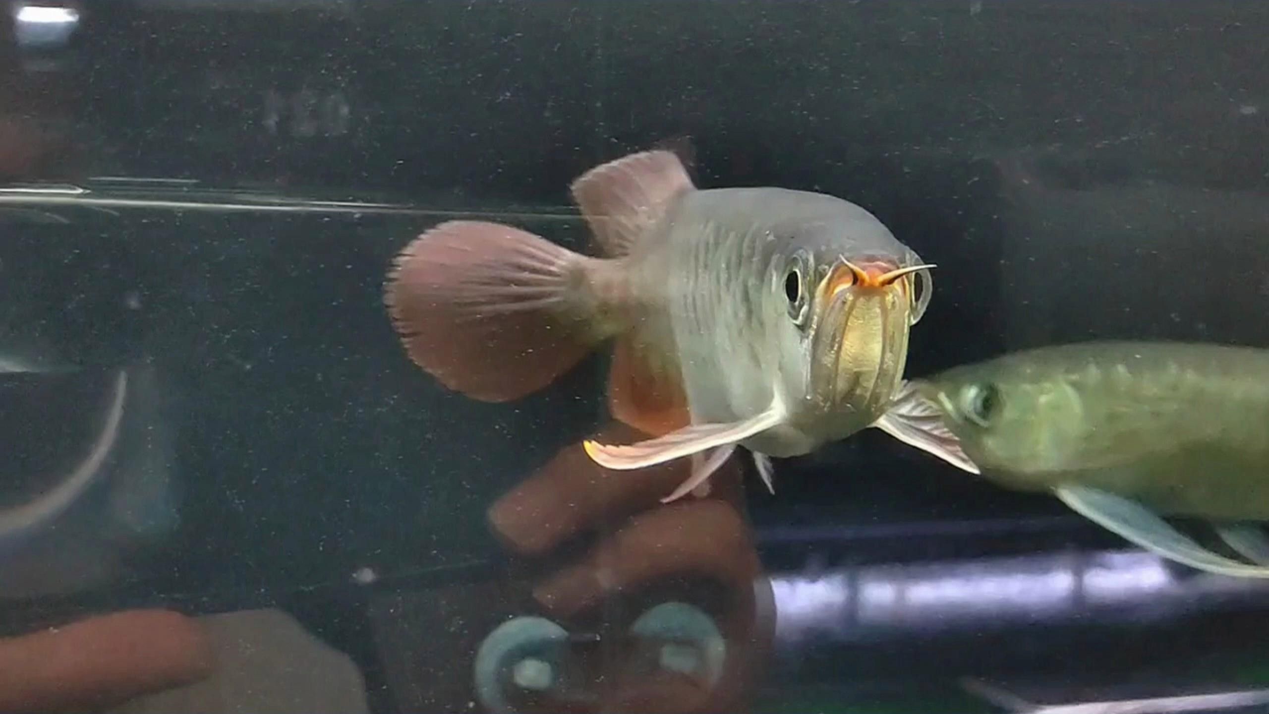龍魚(yú)掉鱗潰爛（龍魚(yú)掉鱗潰爛怎么辦）