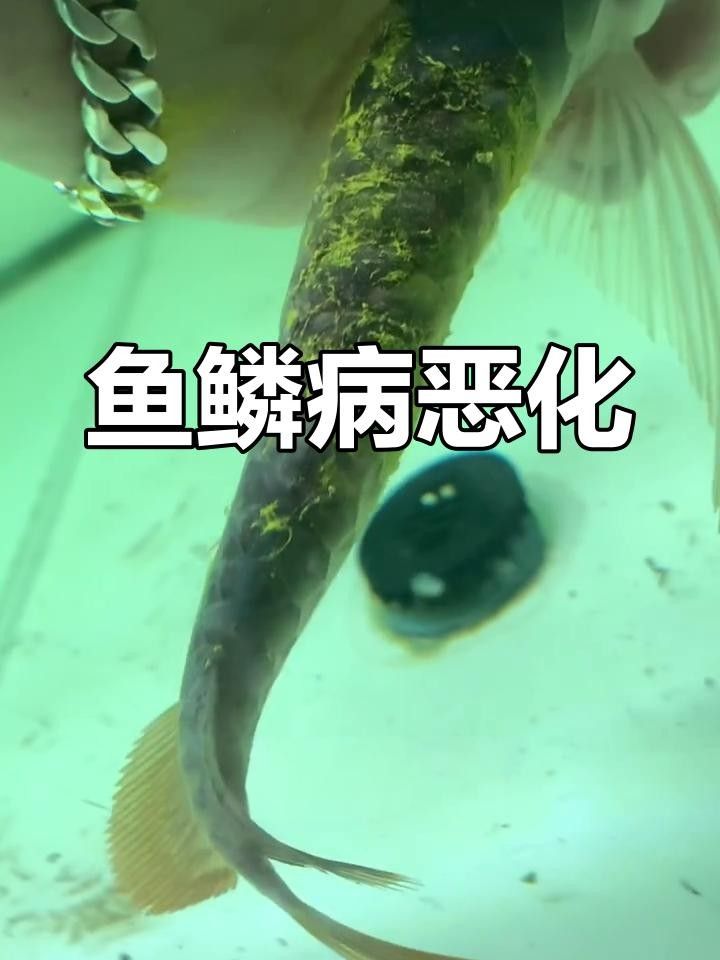 龍魚(yú)掉鱗潰爛（龍魚(yú)掉鱗潰爛怎么辦）