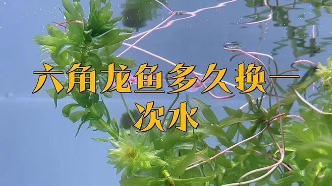龍魚(yú)掉鱗潰爛（龍魚(yú)掉鱗潰爛怎么辦）