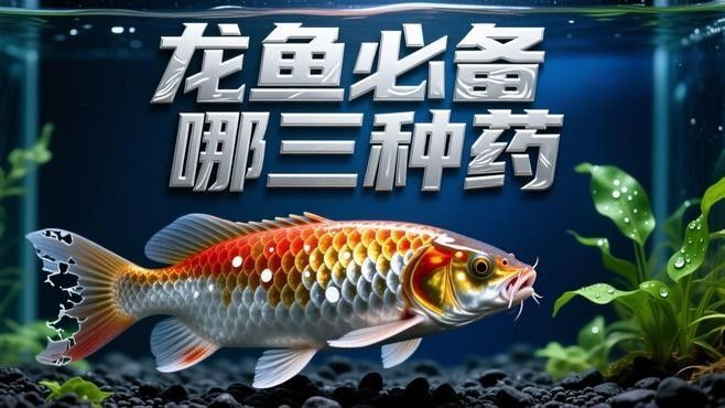龍魚(yú)掉鱗潰爛（龍魚(yú)掉鱗潰爛怎么辦）