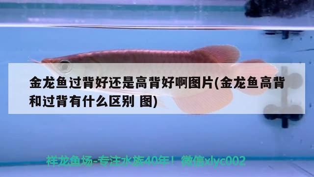 過背金龍魚 金龍魚過背好還是高背好啊圖片(金龍魚高背和過背有什么區別圖)(金龍魚的過背和過背有什么區別) 觀賞魚百科 金龍魚過背好還是高背好啊圖片(金龍魚高背和過背有什么區別圖)(金龍魚的過背和過背有什么區別) 金龍魚過背好還是高背好啊圖片(金龍魚高背和過背有什么區別圖)(金龍魚的過背和過背有什么區別) 觀賞魚百科