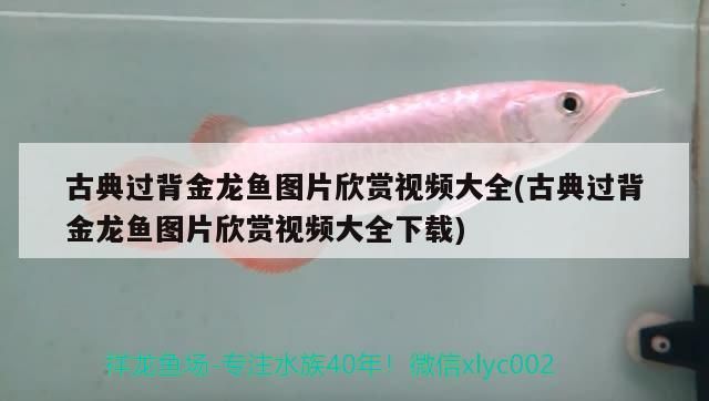 古典過背金龍魚圖片欣賞視頻大全(古典過背金龍魚圖片欣賞視頻大全下載)（古典過背金龍魚圖片欣賞） 古典過背金龍魚圖片欣賞視頻大全(古典過背金龍魚圖片欣賞視頻大全下載)（古典過背金龍魚圖片欣賞） 觀賞魚百科