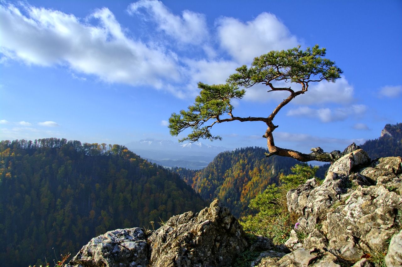 魚缸造景松皮石和青龍石哪個好用（什么石頭造景好）（日本ada國際水草造景石品種中的松皮石和青龍石哪個好用）