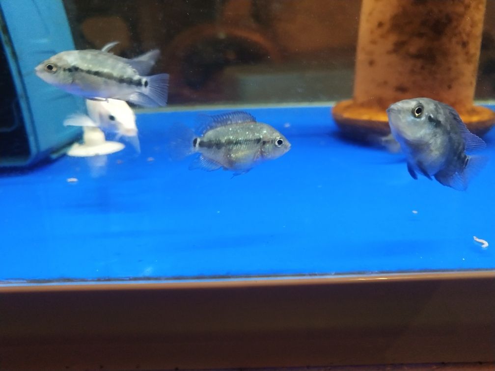 龍魚(yú)和蝴蝶鯉混養(yǎng)怎么喂食好 龍魚(yú)配蝴蝶鯉（龍魚(yú)和蝴蝶鯉混養(yǎng)怎么喂食好） 龍魚(yú)和蝴蝶鯉混養(yǎng)怎么喂食好 龍魚(yú)配蝴蝶鯉（龍魚(yú)和蝴蝶鯉混養(yǎng)怎么喂食好） 觀賞魚(yú)百科
