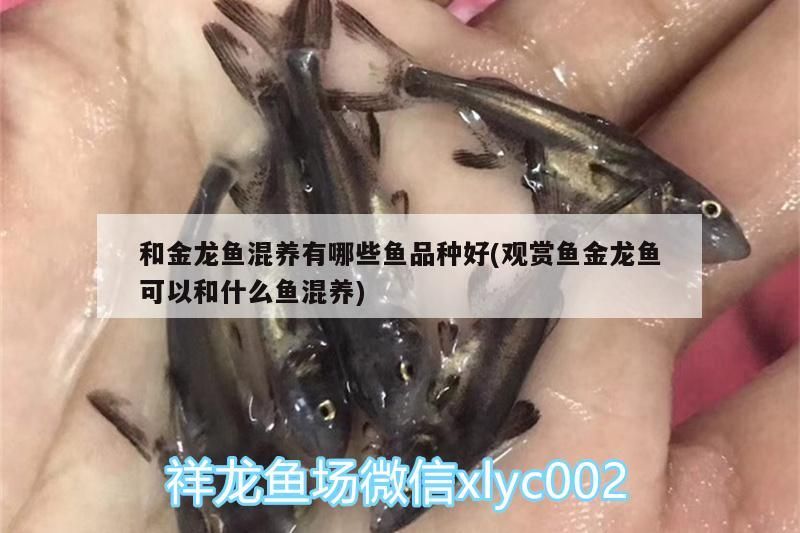 和金龍魚混養有哪些魚品種好(觀賞魚金龍魚可以和什么魚混養)（和金龍魚混養有哪些魚品種及種好的介紹）