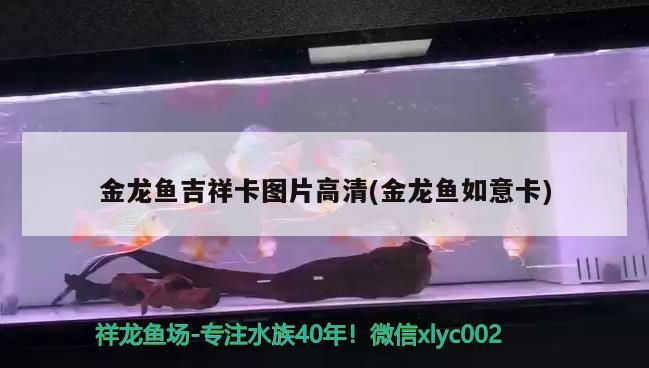 金龍魚吉祥卡圖片高清(金龍魚如意卡)（世界上最漂亮的觀賞魚圖片） 金龍魚吉祥卡圖片高清(金龍魚如意卡)（世界上最漂亮的觀賞魚圖片） 觀賞魚百科