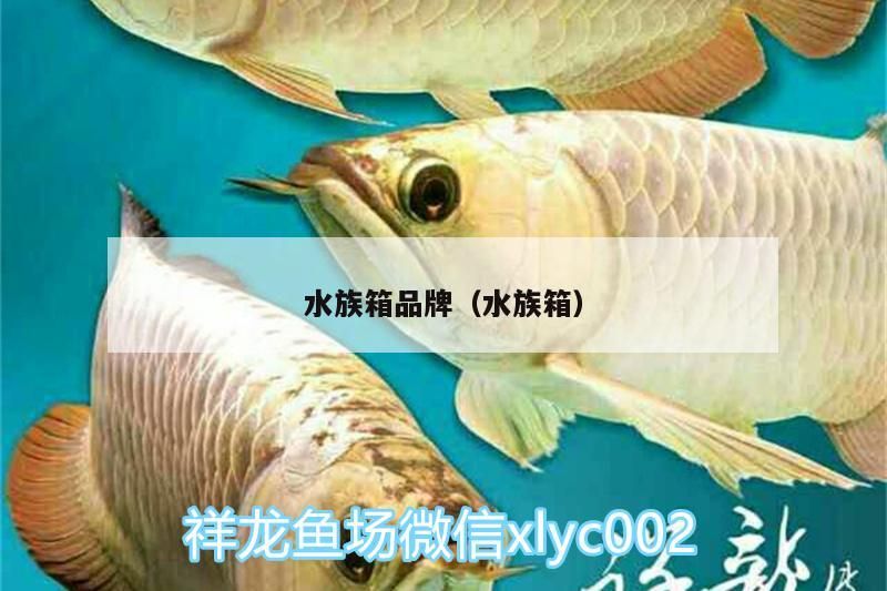 魚缸過濾器選購指南:自制魚缸過濾器魚缸上置過濾器對于養魚愛好者的必備知識 水族箱品牌(水族箱)(水族箱品牌介紹) 觀賞魚百科 水族箱品牌(水族箱)(水族箱品牌介紹) 水族箱品牌(水族箱)(水族箱品牌介紹) 觀賞魚百科