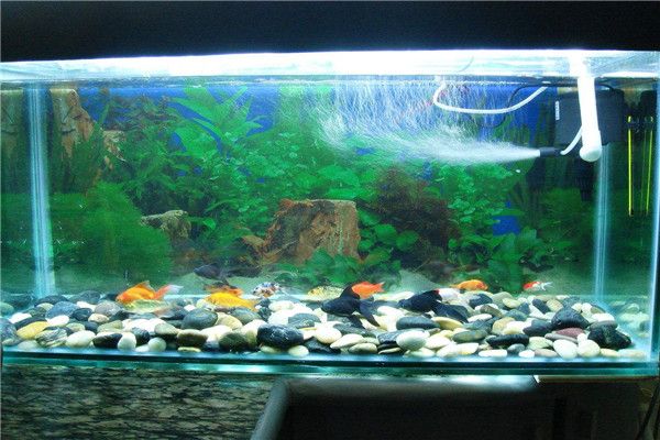 紅龍魚雌雄的怎么分辨(紅龍魚怎么區分)（如何區分紅龍魚雌雄）