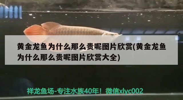 魚缸過濾器選購(gòu)指南:自制魚缸過濾器魚缸上置過濾器對(duì)于養(yǎng)魚愛好者的必備知識(shí) 黃金龍魚為什么那么貴呢圖片欣賞(黃金龍魚為什么那么貴呢圖片欣賞大全)(黃金龍魚為什么那么貴) 觀賞魚百科 黃金龍魚為什么那么貴呢圖片欣賞(黃金龍魚為什么那么貴呢圖片欣賞大全)(黃金龍魚為什么那么貴) 黃金龍魚為什么那么貴呢圖片欣賞(黃金龍魚為什么那么貴呢圖片欣賞大全)(黃金龍魚為什么那么貴) 觀賞魚百科