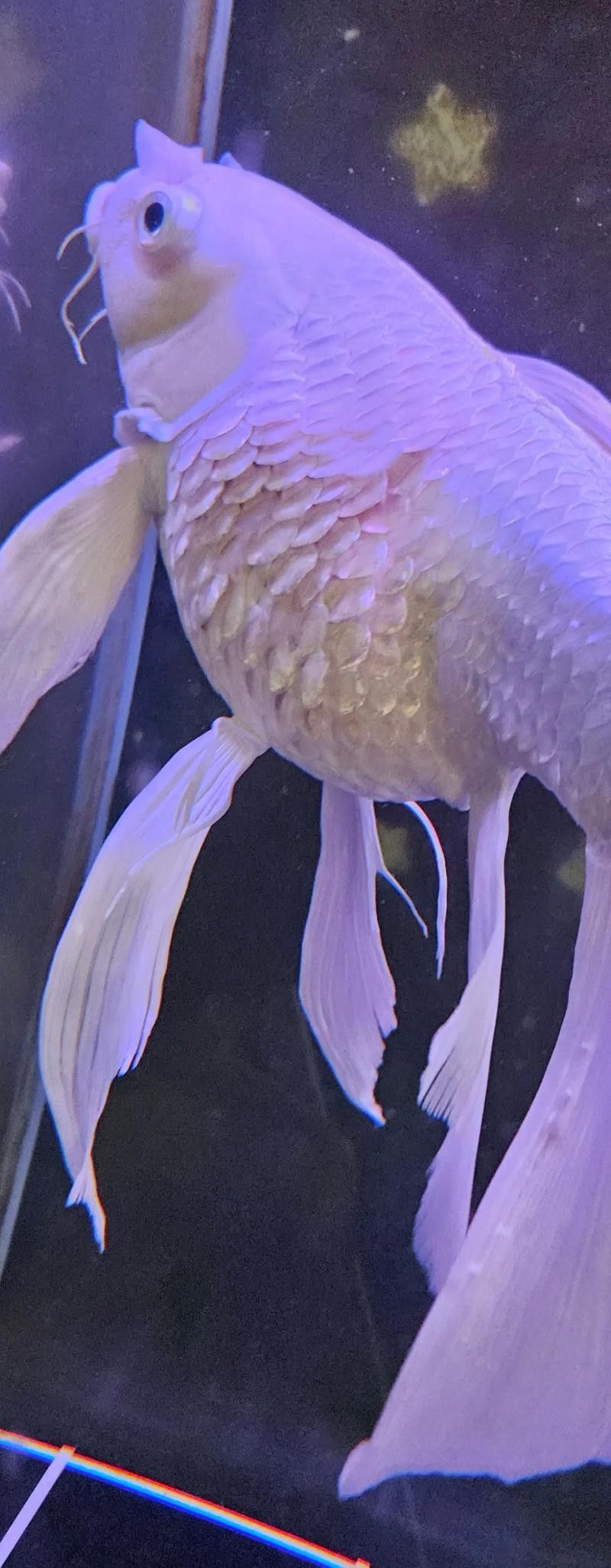 金魚炸鱗（老農(nóng)談三農(nóng)金魚炸麟的原因及處理方法及處理方法愛養(yǎng)魚的大劉劉） 金魚炸鱗（老農(nóng)談三農(nóng)金魚炸麟的原因及處理方法及處理方法愛養(yǎng)魚的大劉劉） 觀賞魚百科 第3張