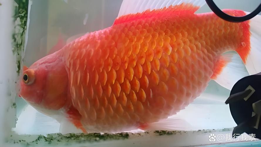 金魚炸鱗（老農(nóng)談三農(nóng)金魚炸麟的原因及處理方法及處理方法愛養(yǎng)魚的大劉劉） 金魚炸鱗（老農(nóng)談三農(nóng)金魚炸麟的原因及處理方法及處理方法愛養(yǎng)魚的大劉劉） 觀賞魚百科 第2張