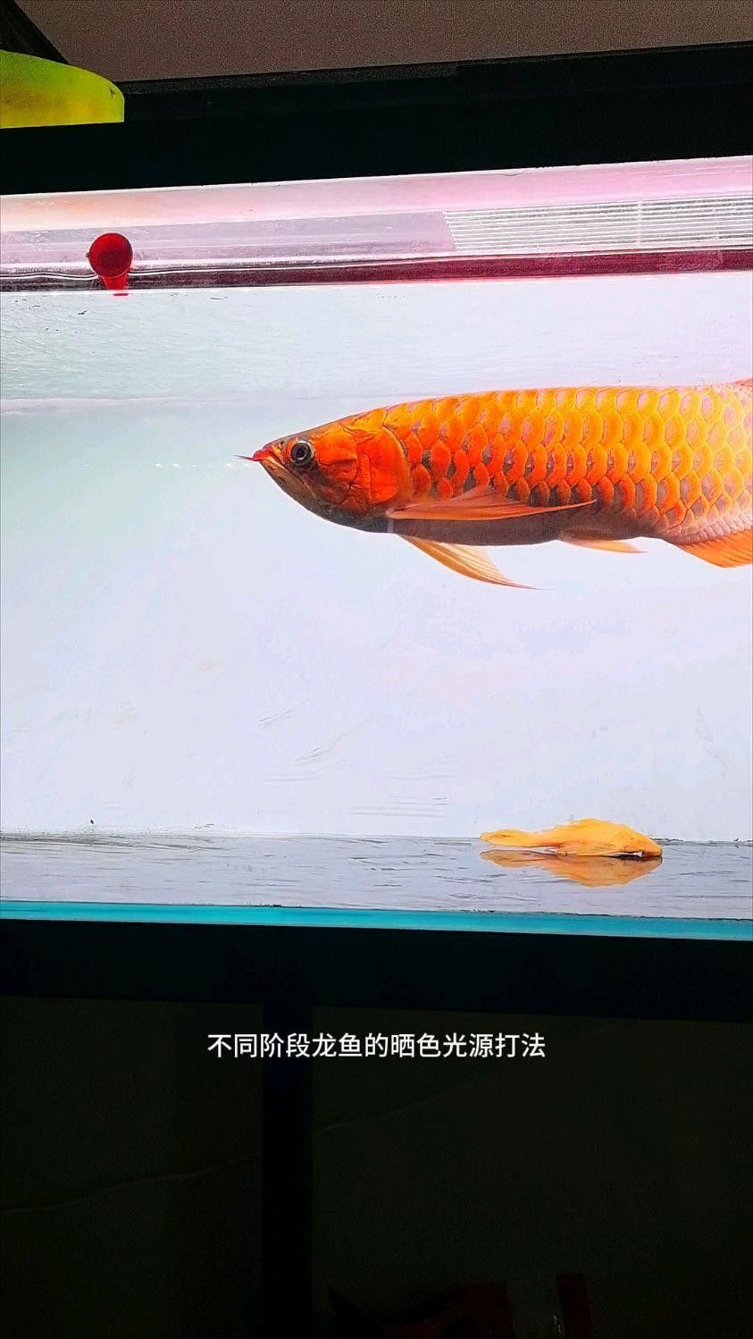 龍魚增色的最佳三個時期（龍魚發色的三個階段）