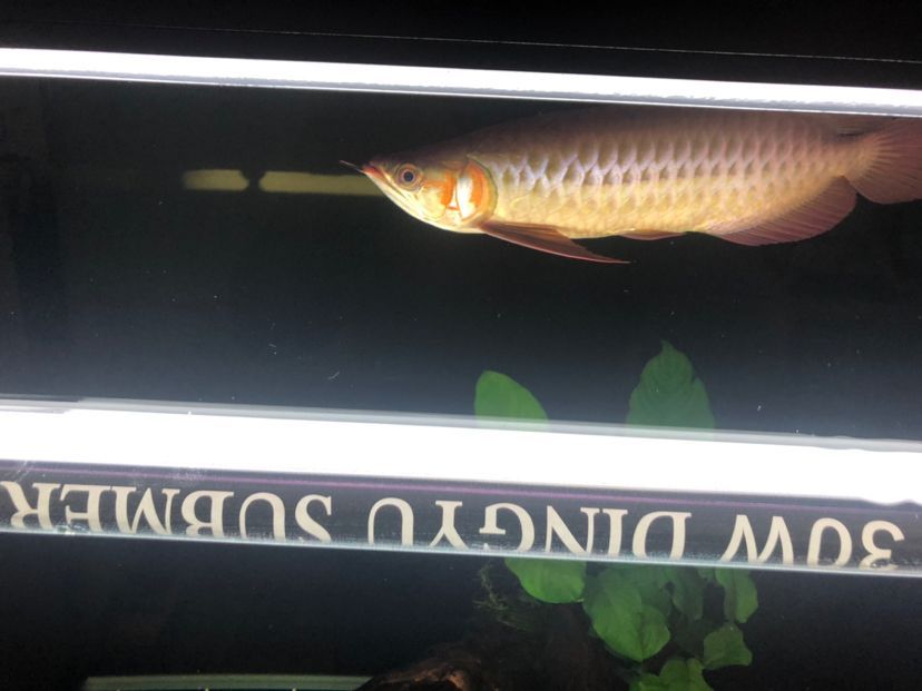 陽江觀賞魚市場上色啦（陽江觀賞魚市場上色啦，養龍真的是一門學問）