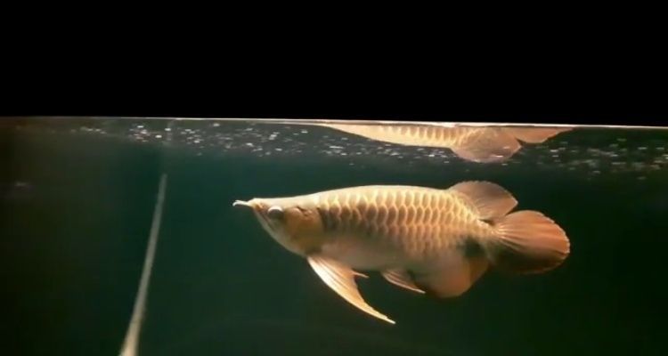 魚缸用增氧泵價格是多少:魚缸增氧機-xtrac增氧機-xtrac增氧機 武漢金魚缸定制廠家地址及電話( 武漢市魚缸定制工廠)(武漢金魚缸定制廠家) 觀賞魚百科 武漢金魚缸定制廠家地址及電話( 武漢市魚缸定制工廠)(武漢金魚缸定制廠家) 武漢金魚缸定制廠家地址及電話( 武漢市魚缸定制工廠)(武漢金魚缸定制廠家) 觀賞魚百科