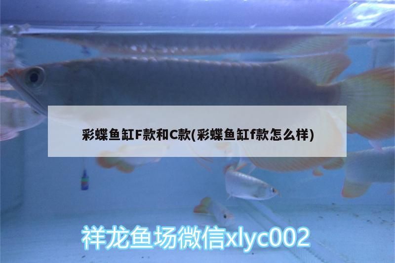 彩蝶魚(yú)缸F款和C款(彩蝶魚(yú)缸f款怎么樣)（彩蝶魚(yú)缸f款和c款和c款魚(yú)缸f款和c款怎么樣解釋）