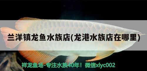 蘭洋鎮龍魚水族店(龍港水族店在哪里)（蘭洋鎮龍魚水族店）