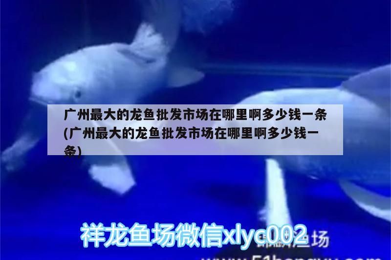 廣州最大的龍魚(yú)批發(fā)市場(chǎng)在哪里啊多少錢(qián)一條(廣州最大的龍魚(yú)批發(fā)市場(chǎng)在哪里啊多少錢(qián)一條)（廣州最大的龍魚(yú)批發(fā)市場(chǎng)在哪里）