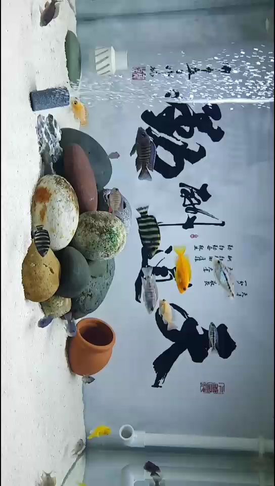 好久沒發(fā)貼了發(fā)一個(gè)（好久沒發(fā)貼了一個(gè)，本文旨在探討長(zhǎng)時(shí)間未發(fā)布帖子的現(xiàn)象及其對(duì)社交媒體生態(tài)的影響） 好久沒發(fā)貼了發(fā)一個(gè)（好久沒發(fā)貼了一個(gè)，本文旨在探討長(zhǎng)時(shí)間未發(fā)布帖子的現(xiàn)象及其對(duì)社交媒體生態(tài)的影響） 觀賞魚百科