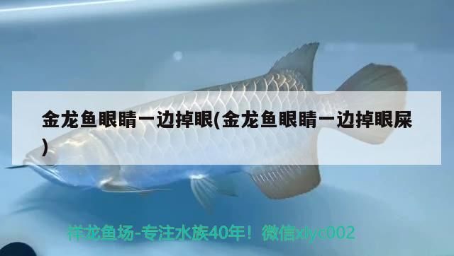 金龍魚眼睛一邊掉眼(金龍魚眼睛一邊掉眼屎)（金龍魚眼睛一邊掉眼屎怎么辦？） 金龍魚眼睛一邊掉眼(金龍魚眼睛一邊掉眼屎)（金龍魚眼睛一邊掉眼屎怎么辦？） 觀賞魚百科