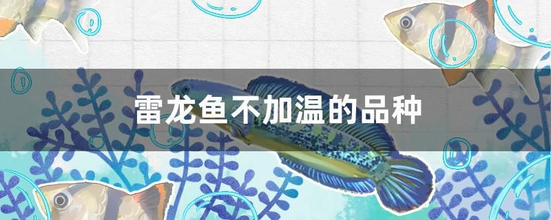 飼料 雷龍魚不加溫的品種(雷龍魚不加溫怎么辦) 觀賞魚百科 雷龍魚不加溫的品種(雷龍魚不加溫怎么辦) 雷龍魚不加溫的品種(雷龍魚不加溫怎么辦) 觀賞魚百科